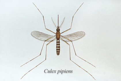 Culex pipiens