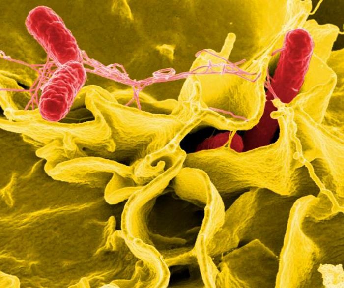 Vista microscòpica del bacteri Salmonella, causant de la salmonel·losi