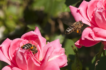 Una abella s'acosta a una flor