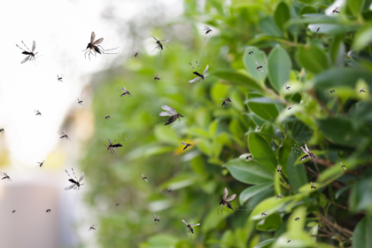 Diversos mosquits volen a l'aire lliure