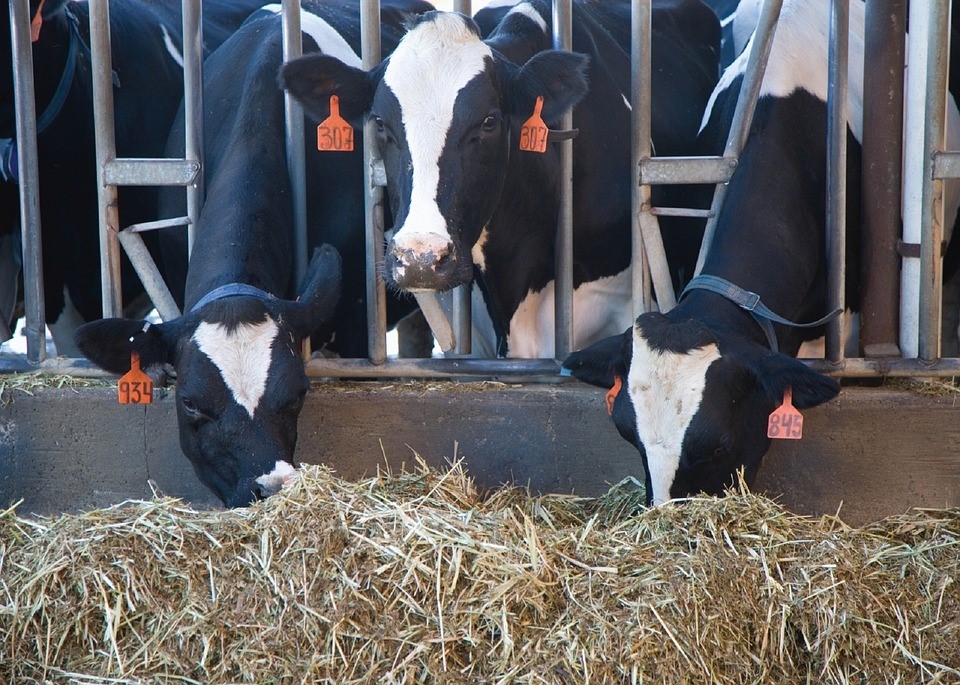 Vaques menjant en una granja