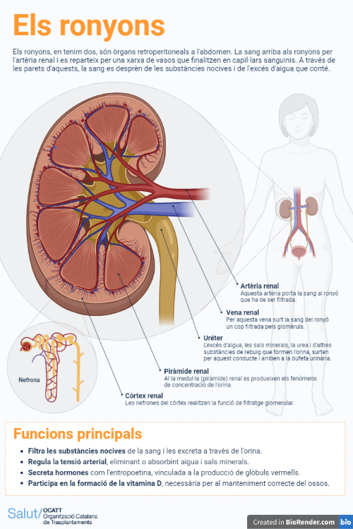 <p>Infografia divulgativa sobre el ronyó, la seva anatomia o les funcions principals que realitza. Un material elaborat per l'OCATT amb el suport del Dr. Lluís Guirado, nefròleg i cap de l’Equip clínic de trasplantament renal de la Fundació Puigvert.</p>