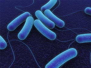 Bacteri ampliat amb microscopi