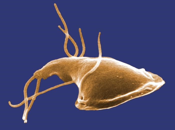 Vista microscòpica del paràsit Giardia intestinalis