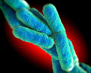 Vista microscòpica del bacteri Legionella