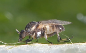 Un exemplar de mosca negra