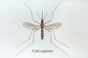 Culex pipiens