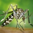 Mosquit tigre