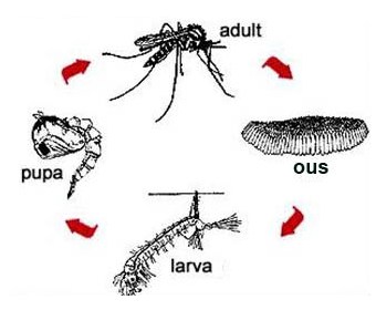 Cicle de vida del mosquit tigre