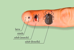 Il·lustració gràfica de la mida d’una paparra segons les etapes del cicle vital en comparació amb el dit d'una persona