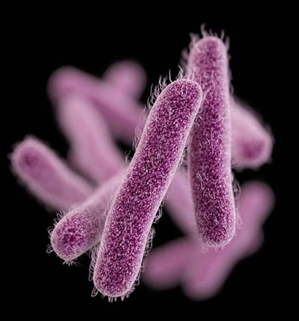 Vista microscòpica dels bacteris Shigella