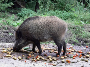 Un porc senglar enmig del bosc