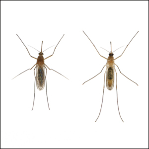 Virus Usutu (VUSU) virus usutu