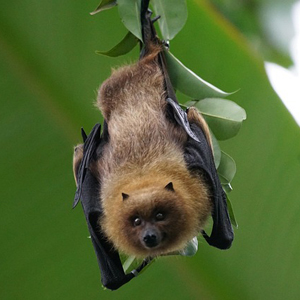 Un ratpenat en un arbre