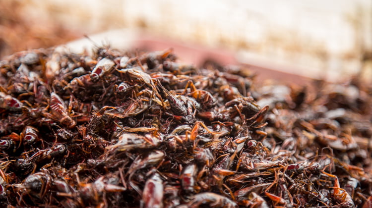 Un munt d'insectes fregits i destinats al consum humà