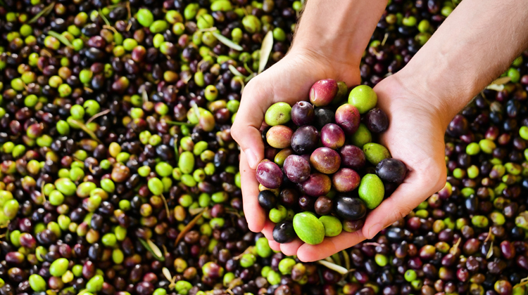 Unes mans sostenen olives de diferent varietat