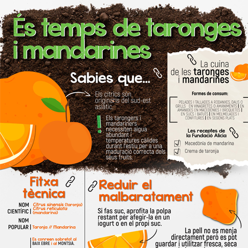 És temps de taronges i mandarines