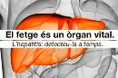 El fetge és un òrgan vital